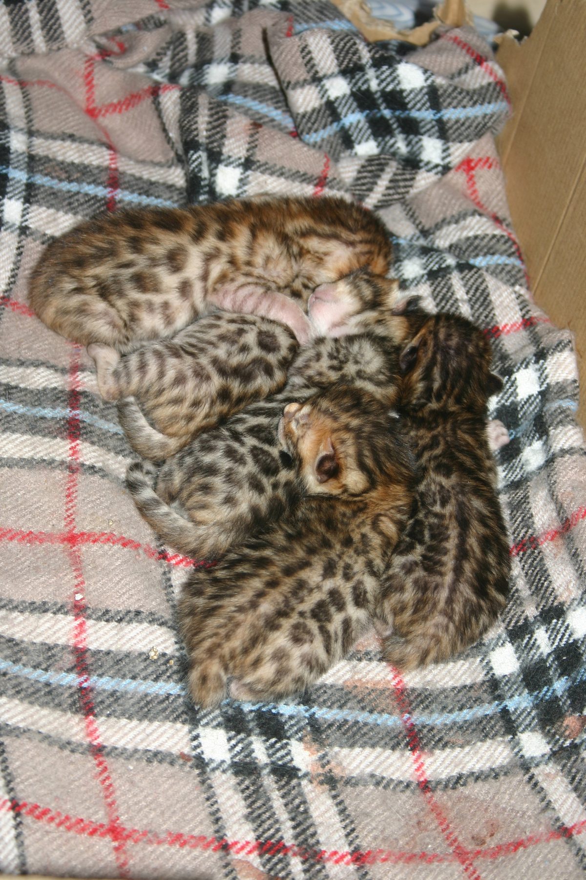 Chaton Bengal
